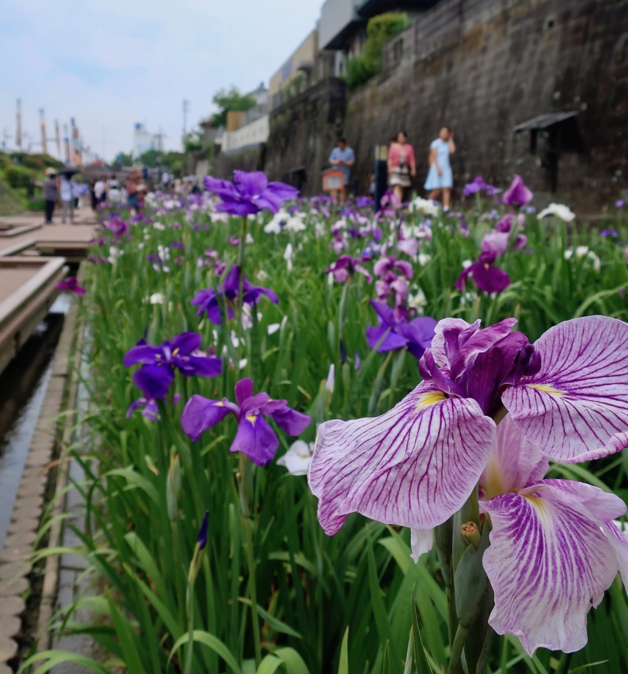 🏞️ 다카세 우라카와 물가 녹지(다카세 우라카와 미즈기와 료쿠치) 이미지 5
